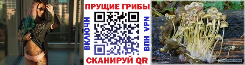 цена наркотик  Иваново  ссылка на мегу вход  Галлюциногенные грибы Cubensis 